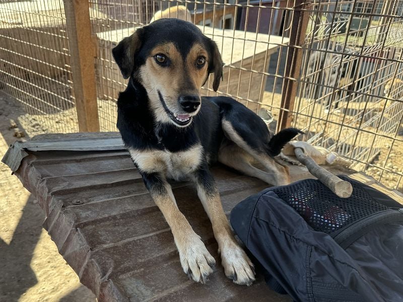 ♥RIBANA♥ süße, quirlige Hündin, die traumhaft im Umgang mit Menschen ist 50 cm