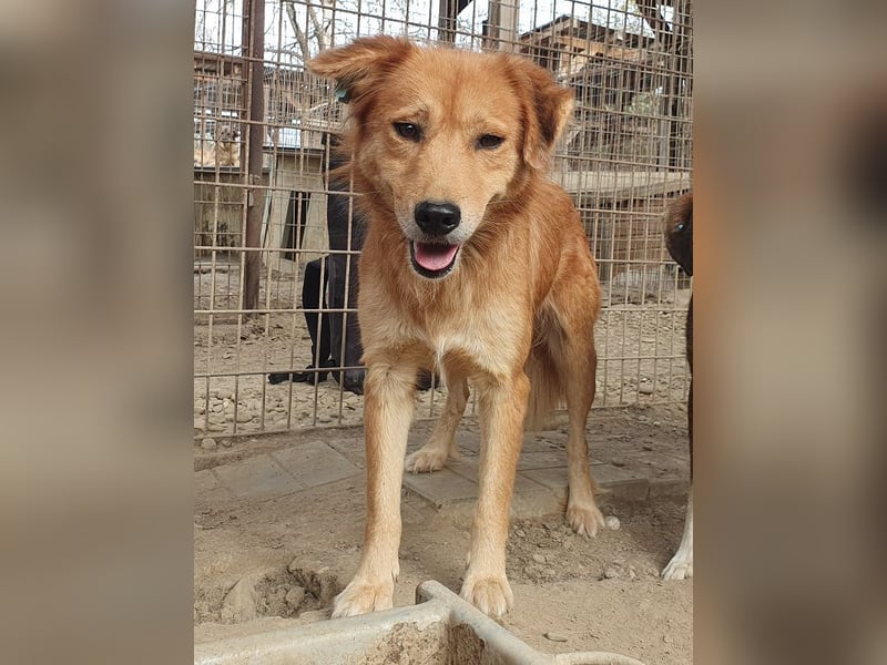 ♥MAIBLE♥ süße, so liebe, noch etwas zurückhaltende Hündin, die schon 4 Jahre im Tierheim wartet 50cm