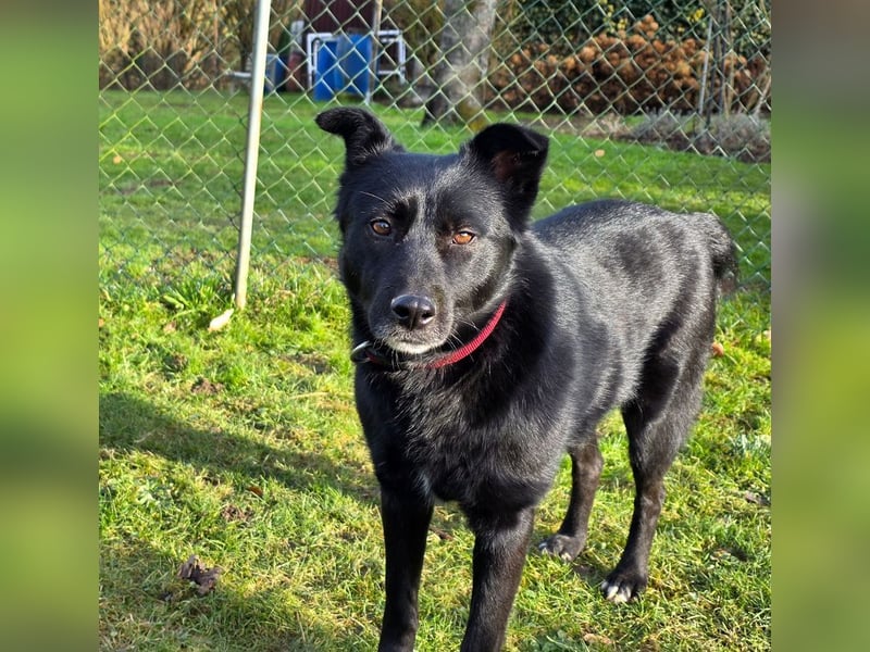 ♥KINDRA♥ neu auf Pflegestelle bei Köln - süße, verschmuste und unkomplizierte Hündin 50 cm