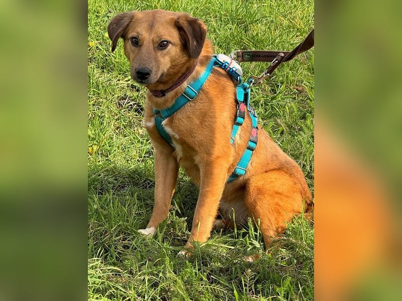 ♥BECKY♥ auf Pflegestelle in Köln - zuckersüße, hübsche, noch vorsichtige Hündin 45cm