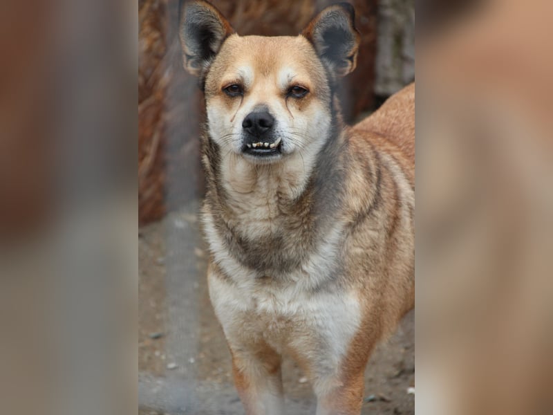 ⭐️KODA⭐️, vorsichtiger Rüde, 4,5 Jahre, 45 cm, Mischling, Tierschutz Rumänien