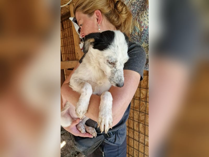 ♥KOBOLD♥ hübscher, sehr lieber Rüde 45 cm - wer schenkt ihm ein Zuhause?