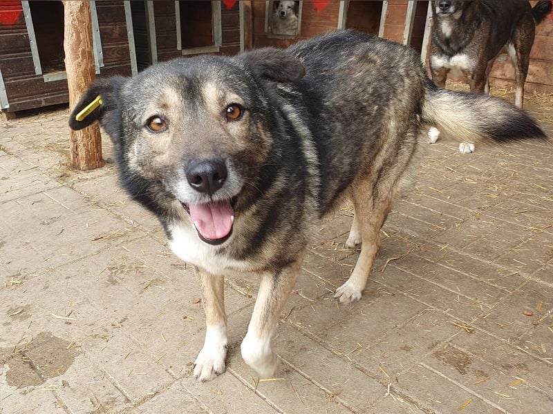 ♥ALINA♥ zauberhafte, verschmuste gute Laune-Hündin 48 cm