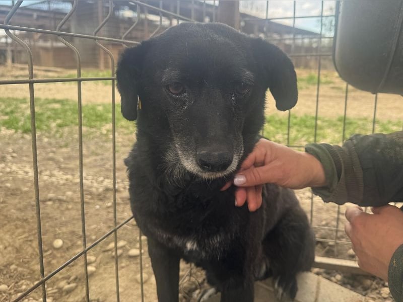 ♥TRUDI♥ süße, ruhige, zurückhaltende Hündin,die nicht auffallen will,um keine Probleme zu haben 47cm