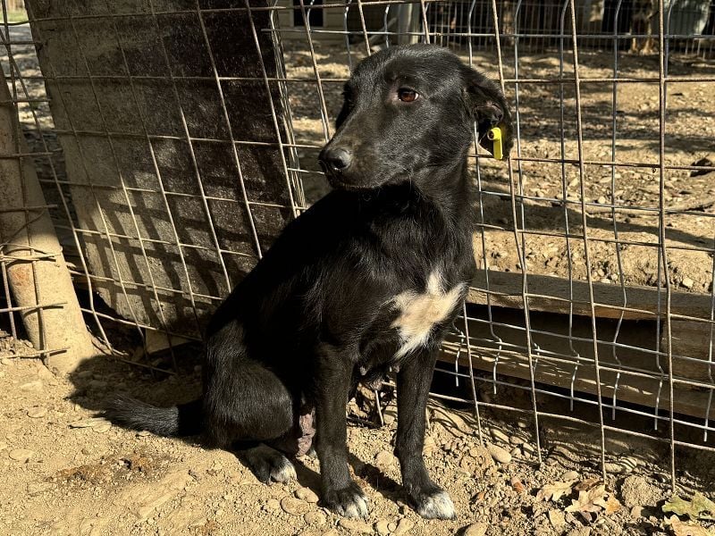 ♥ANICE♥ zarte, liebe, noch unsichere schwarze Schönheit 50 cm - ein trauriges Schicksal