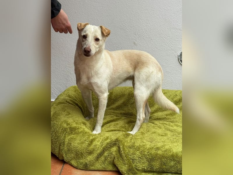 ♥MALEEN♥ auf Pflegestelle bei Duisburg - bildhübsche, süße, sanfte Hündin 47 cm