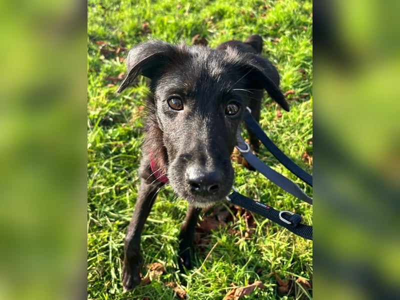 ♥CHICO♥ auf Pflegestelle in Köln - zuckersüßer, verschmuster, sanfter Junior 49 cm