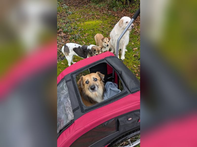 ♥DIDRIK♥ auf Pflegestelle bei Köln - süßer, lieber, dankbarer, blinder Purzel 45 cm