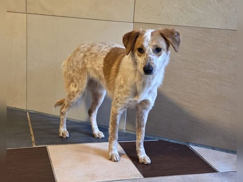 ♥LUZ♥ neu auf Pflegestelle bei Köln - süße, wunderschöne, noch zurückhaltende Junghündin 41 cm