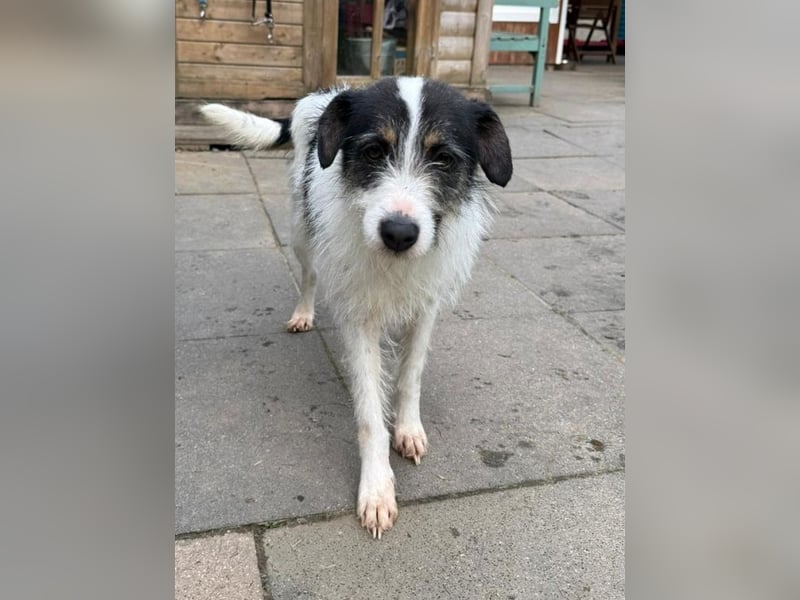 ♥FLORENCE♥ neu auf Pflegestelle in Köln - bezaubernde, anfangs noch vorsichtige Hündin 47 cm