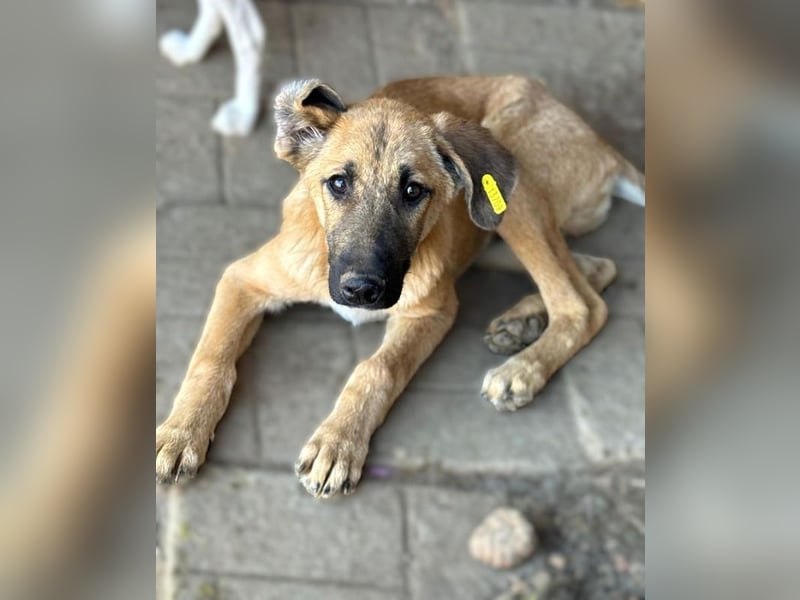 ♥ELVIS♥er bringt alles mit,was man sich wünschen kann: ruhig, sehr menschenbezogenen, liebevoll 48cm