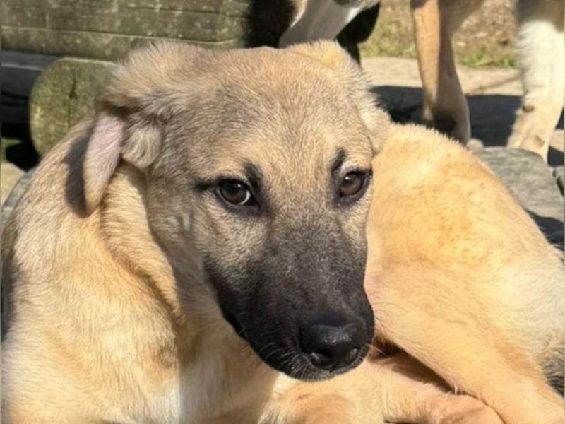 ♥DIDI♥ auf Pflegestelle bei Köln - bezaubernder, verspielter Welpenjunge 44cm - wird mittelgroß