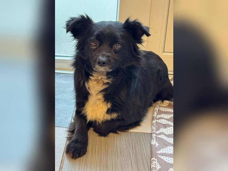 ♥ZELDA♥ auf Pflegestelle in Köln - ganz niedliche, kleine, noch etwas unsichere Hündin 41cm