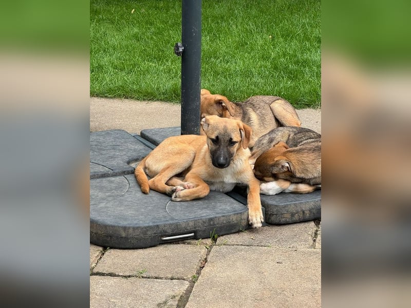 ♥HAGRID♥ neu auf Pflegestelle bei Köln - wunderschöner, verspielter Welpe 45 cm (wachsend)