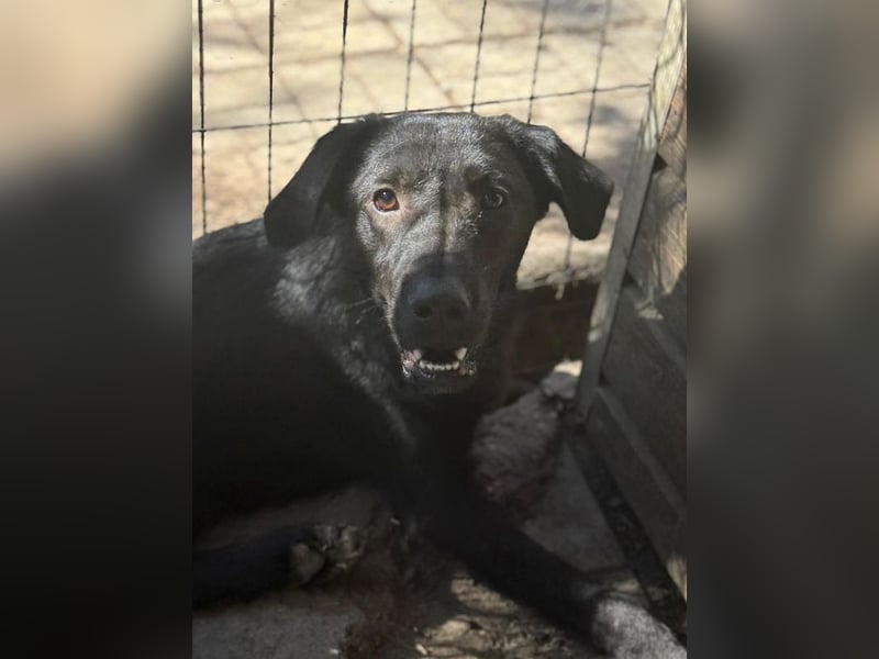 ♥JAMIE♥ ab 27. Jun auf Pflegestelle bei Köln - fröhlicher, aufgeschlossener echter Herzenshund 50cm