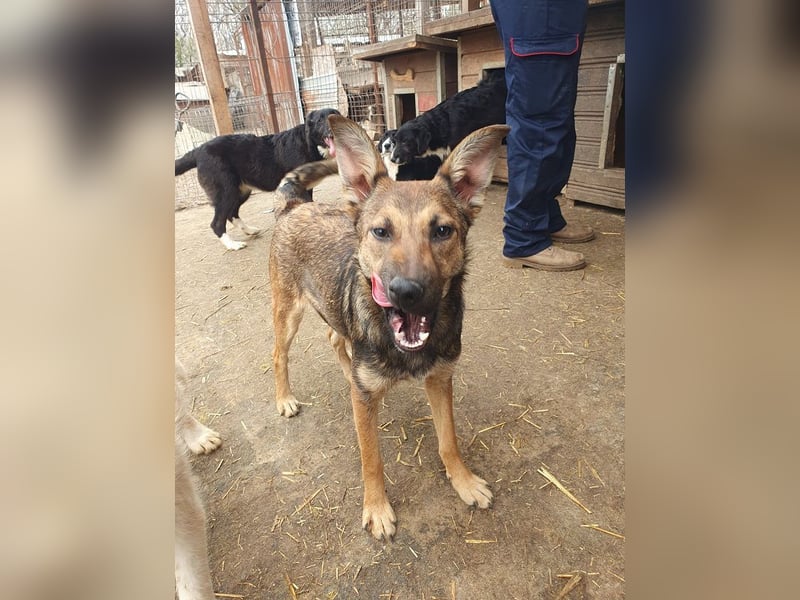 ♥DANA♥ sehr zutrauliche, aktive, schlanke Junghündin, die sich sehr nach Zuneigung sehnt 48 cm