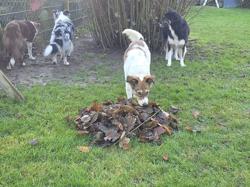 ♥SIDNEY♥ neu auf Pflegestelle bei Leverkusen -zuckersüße, verspielte, ausgeglichene Juniorin 49 cm