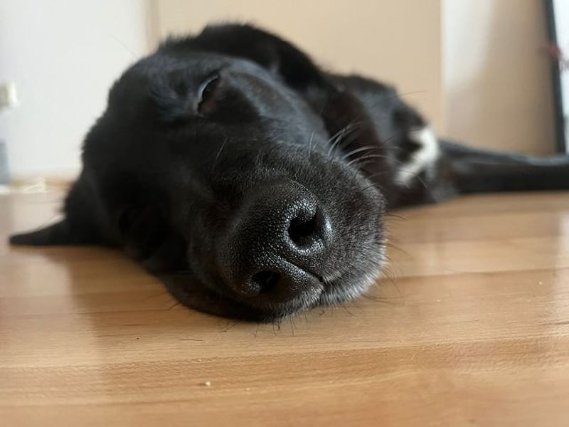 ♥CHICO♥ auf Pflegestelle in Köln - zuckersüßer, verschmuster, sanfter Junior 49 cm