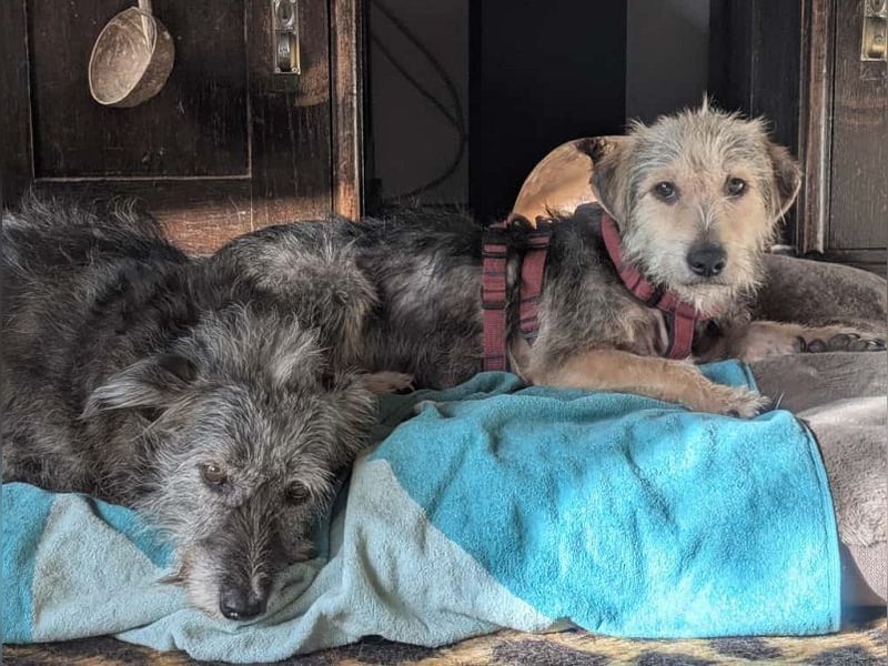 ♥COCO♥ auf Pflegestelle bei Köln - zuckersüße, ganz liebe kleinere Hündin - hat Epilepsie 43 cm