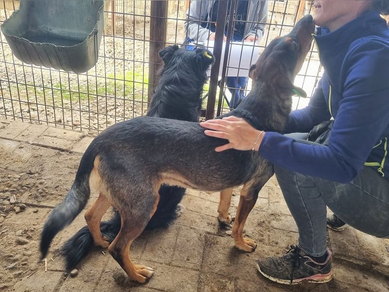 ♥GAROU♥ wunderschöner rotbraun-schwarzer, anhänglicher Rüde mit unglaublicher Lebensfreude 50 cm