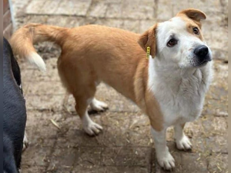 ♥ALAN♥ hübscher, offener, liebe Seele von Hund 45 cm