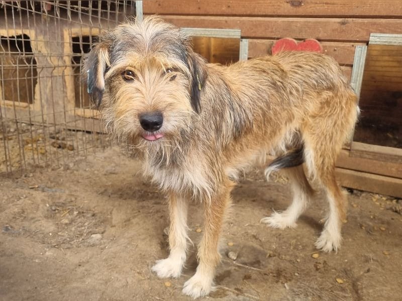 ♥SOUL♥ niedliche, anfangs noch vorsichtige Hündin mit dem zauberhaft getigerten Struppifell 47 cm