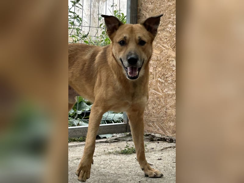 ⭐️FEIVEL⭐️, Rüde, 4,5 Jahre, 46 cm, Mischling, Tierschutz Rumänien