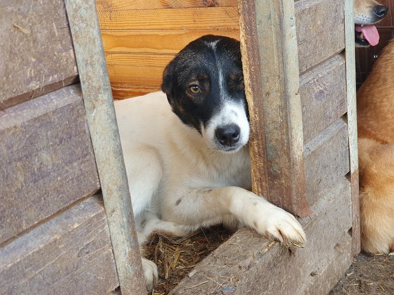 ♥BRAN♥ wunderschöner, ganz lieber, anfangs noch zurückhaltender Junghund 48 cm