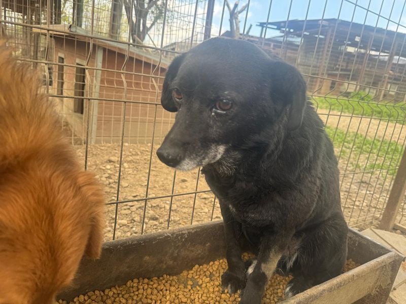 ♥TRUDI♥ süße, ruhige, zurückhaltende Hündin,die nicht auffallen will,um keine Probleme zu haben 47cm