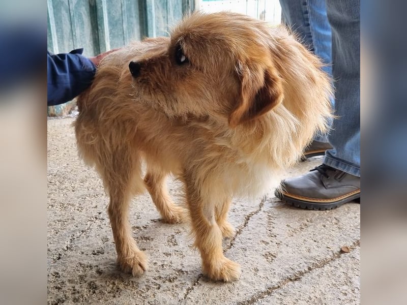 ♥CHUPPY♥ wunderbarer, feinfühliger Rüde - ein echter Hingucker 42 cm