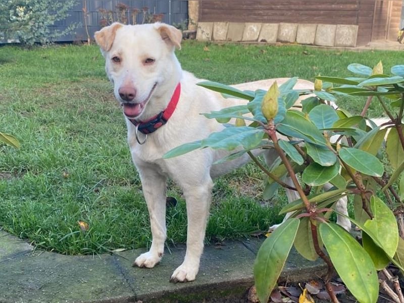 ♥MALEEN♥ auf Pflegestelle bei Duisburg - bildhübsche, süße, sanfte Hündin 47 cm