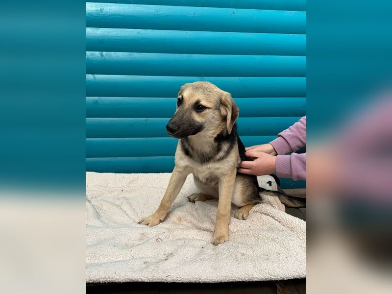 ♥DINA♥ auf Pflegestelle bei Köln-hübsches, liebes, verspieltes Welpenmädchen 42cm