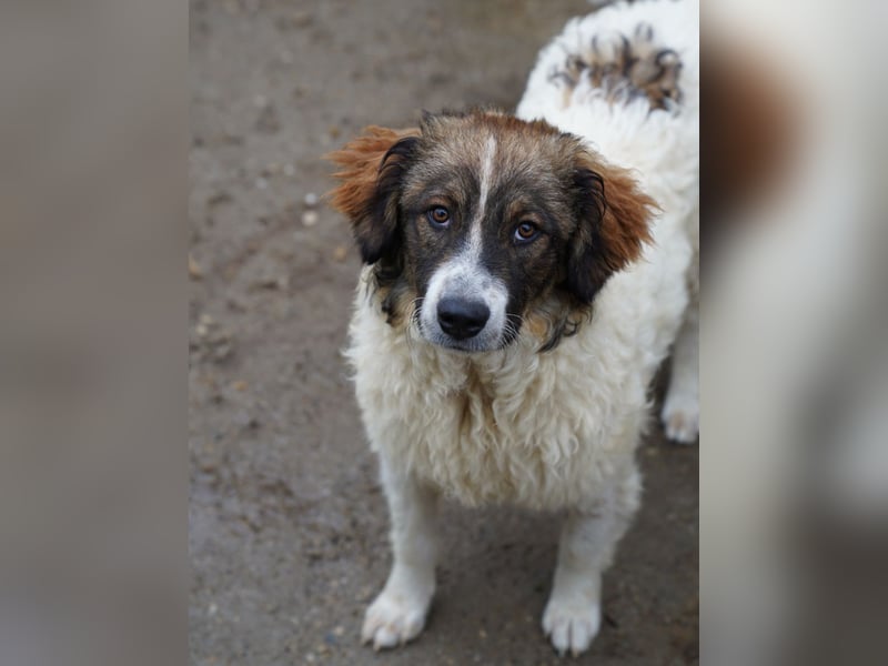 ⭐GRAVE⭐, verträumter Hütehund-Mix, 11 Monate, 47 cm, Tierschutz Rumänien