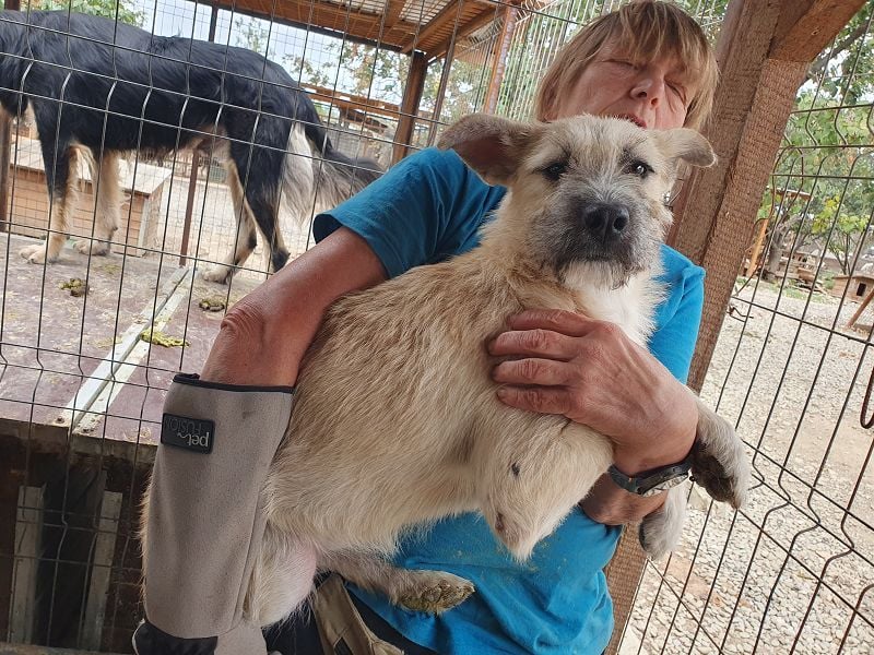 ♥NETTY♥ hübsche, verspielte, menschenbezogene, lebensfrohe Junghündin 45 cm