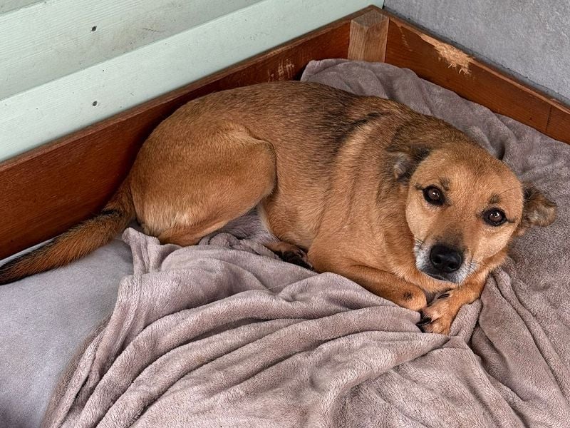 ♥AXEL♥ auf Pflegestelle bei Köln - verschmuster, sehr menschenbezogener Traumhund 48 cm