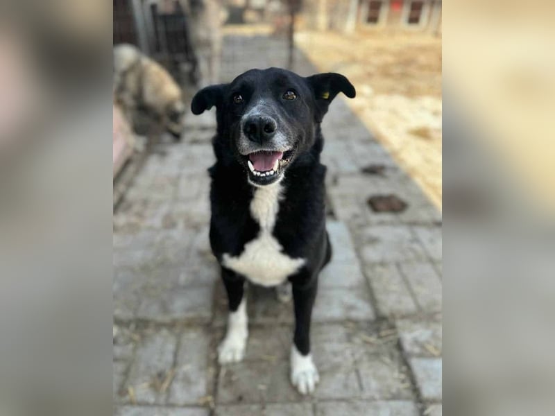 ♥ACHIM♥ absolut lieber, verschmuster Rüde, der schon 2 Jahre im Tierheim wartet 48 cm