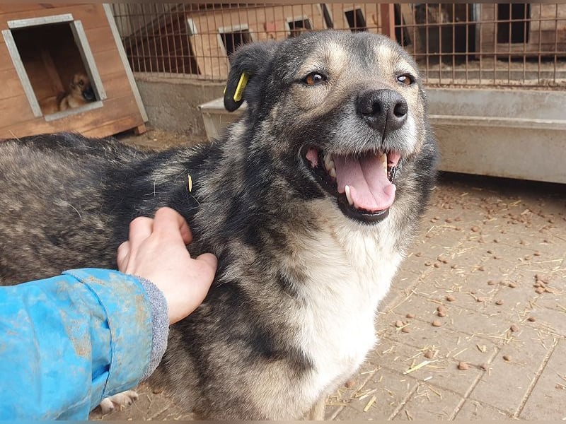 ♥ALINA♥ zauberhafte, verschmuste gute Laune-Hündin 48 cm