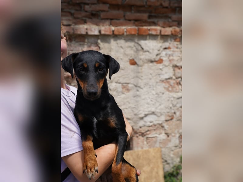 PITTI, superliebe Hobbyjägerin, 1,5 Jahre, 42 cm, Mischling, Tierschutz Rumänien