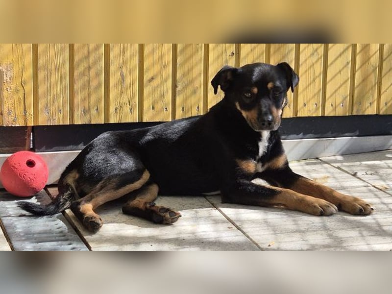 ♥OLIVER♥ auf Pflegestelle bei Köln - süßer, unkomplizierter Rüde - eine wahre Seele von Hund 42 cm