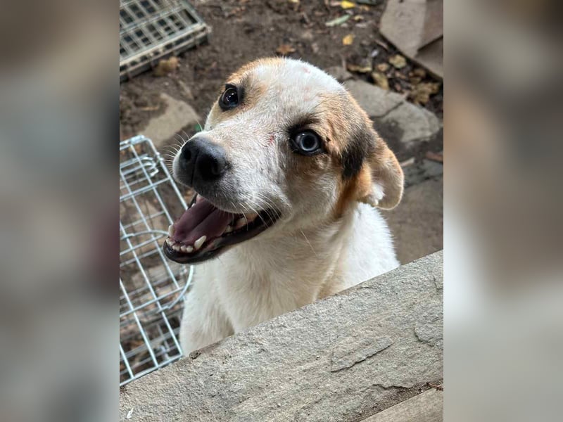 ⭐PICCOLO⭐, Rüde, 1,5 Jahre, 45 cm, Mischling, Tierschutz Rumänien