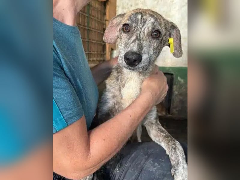 ♥NICKY♥ ab 19.Sep auf Pflegestelle bei Köln - hübsche, verschmuste, viel zu dünne Juniorin 45cm