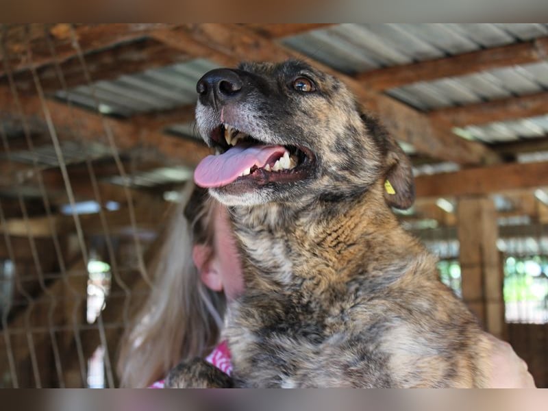 ♥JOELINA♥ super liebe, verschmuste hübsche gestromte Hündin 49 cm