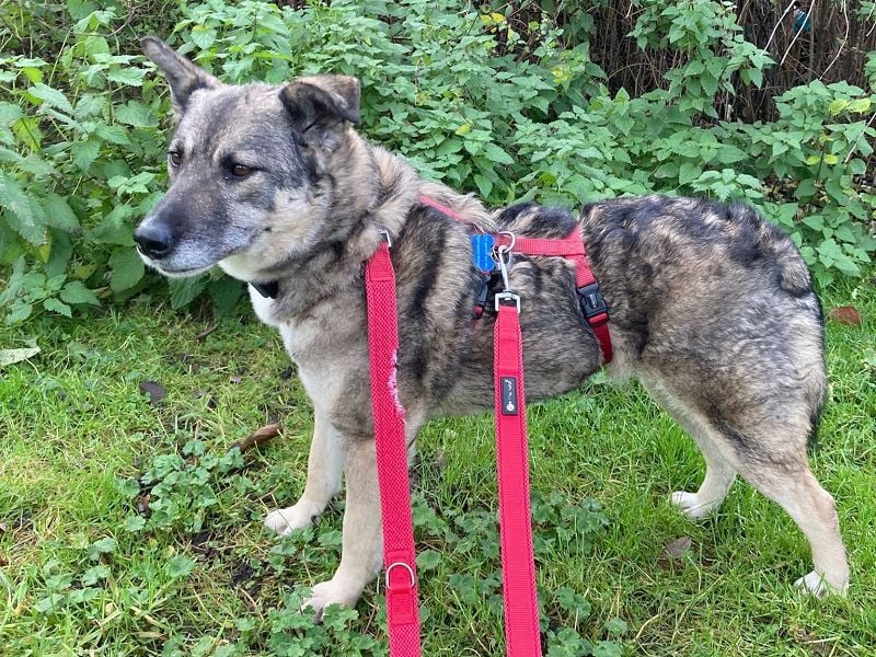 ♥LONKA♥ auf Pflegestelle in Köln - wunderschöne, verschmuste Hündin 42 cm