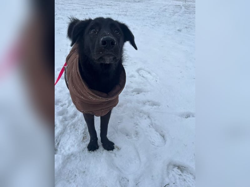 ♥CHICO♥ auf Pflegestelle in Köln - zuckersüßer, verschmuster, sanfter Junior 49 cm