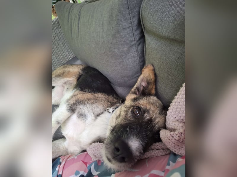 OLIVIA, Traumhündin, 2 Jahre, 50 cm, Pflegestelle 53773, Tierschutz Rumänien