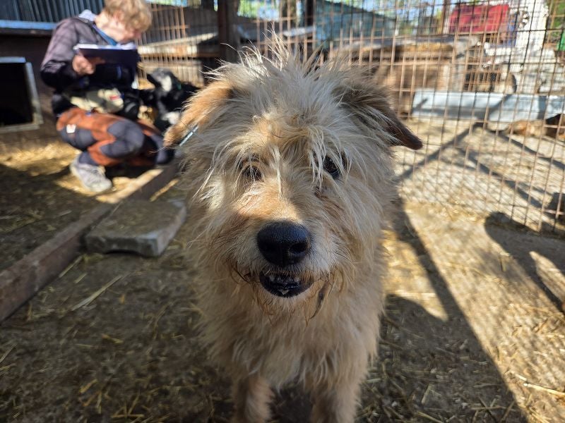 ♥PUMBA♥ hübsche, ruhige, sensible, ganz liebe Hündin mit längerem Fell 47 cm