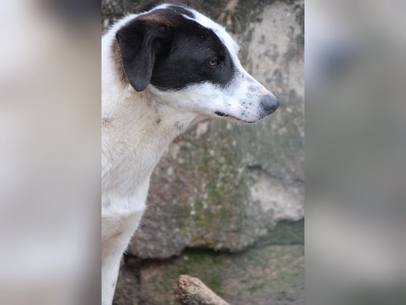 ⭐️SNOW⭐️, Herzensbrecher, Rüde, 1,5 Jahre, 50cm, Mischling, Tierschutz Rumänien