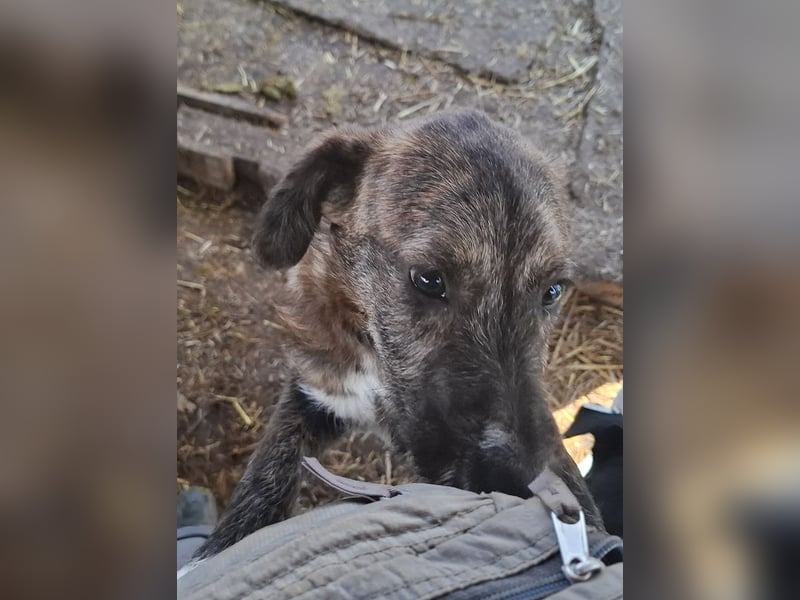 ♥FREDDIE♥ wunderschöner, fröhlicher, ganz aufgeschlossener Junior 41 cm