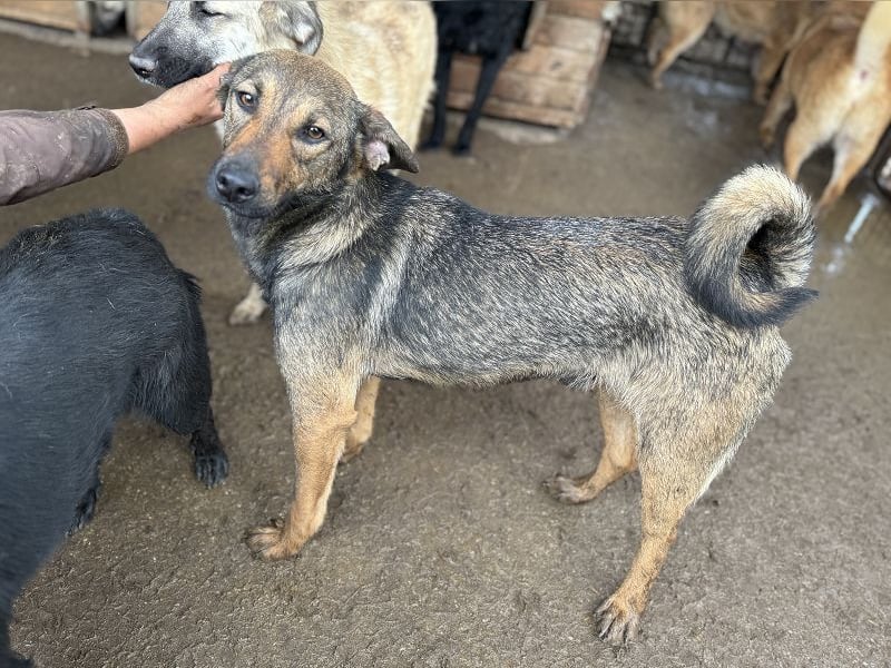 ♥MARCO♥ süßer, ganz lieber und menschenbezogener Rüde mit sanftem Charakter 46 cm