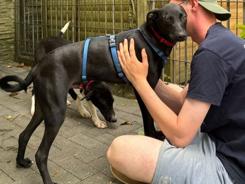 ♥SHADOW♥ auf Pflegestelle bei Duisburg - süßer, verschmuster und verspielter Junior 49cm